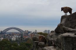 Photo of Sydney Taronga Zoo General Entry Ticket Sydney Taronga Zoo General Entry Ticket, Paula - June 2015