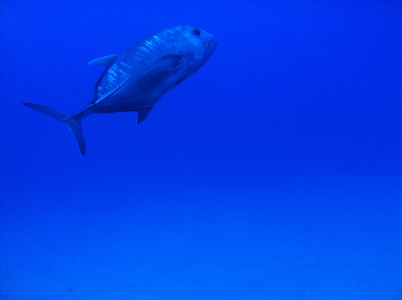 Underwater view