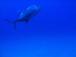 Photo of Underwater view Expect this blue color for viewing and your photos underwater at these depths. , Marvin T - March 2014
