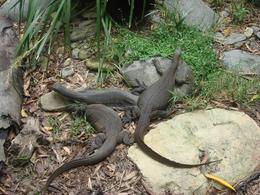 Photo of Lizards Some of the other animals there, we found on our travels round the park., Gabrielle H - March 2008