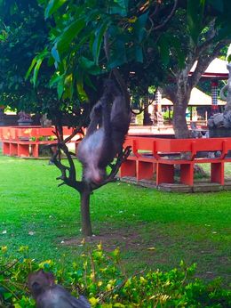 Photo of Monkey Forest! I read some reviews that were less than favorable before going and I will admit it is somewhat alarming being amongst monkeys in their own environment. That said, dont bring water bottles or food ... , Elyce M - July 2016