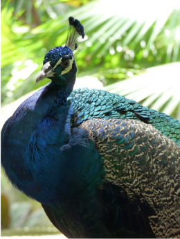 Photo of Peacock at Bali Bird Park Gorgeous peacock roaming free at the Bali Bird Park., kellythepea - September 2010