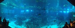 Photo of S.E.A Aquarium The Dome This massive aquarium is a magnificent visual enjoyment. We could simply just watch these fish all day. , anthony miller - May 2016