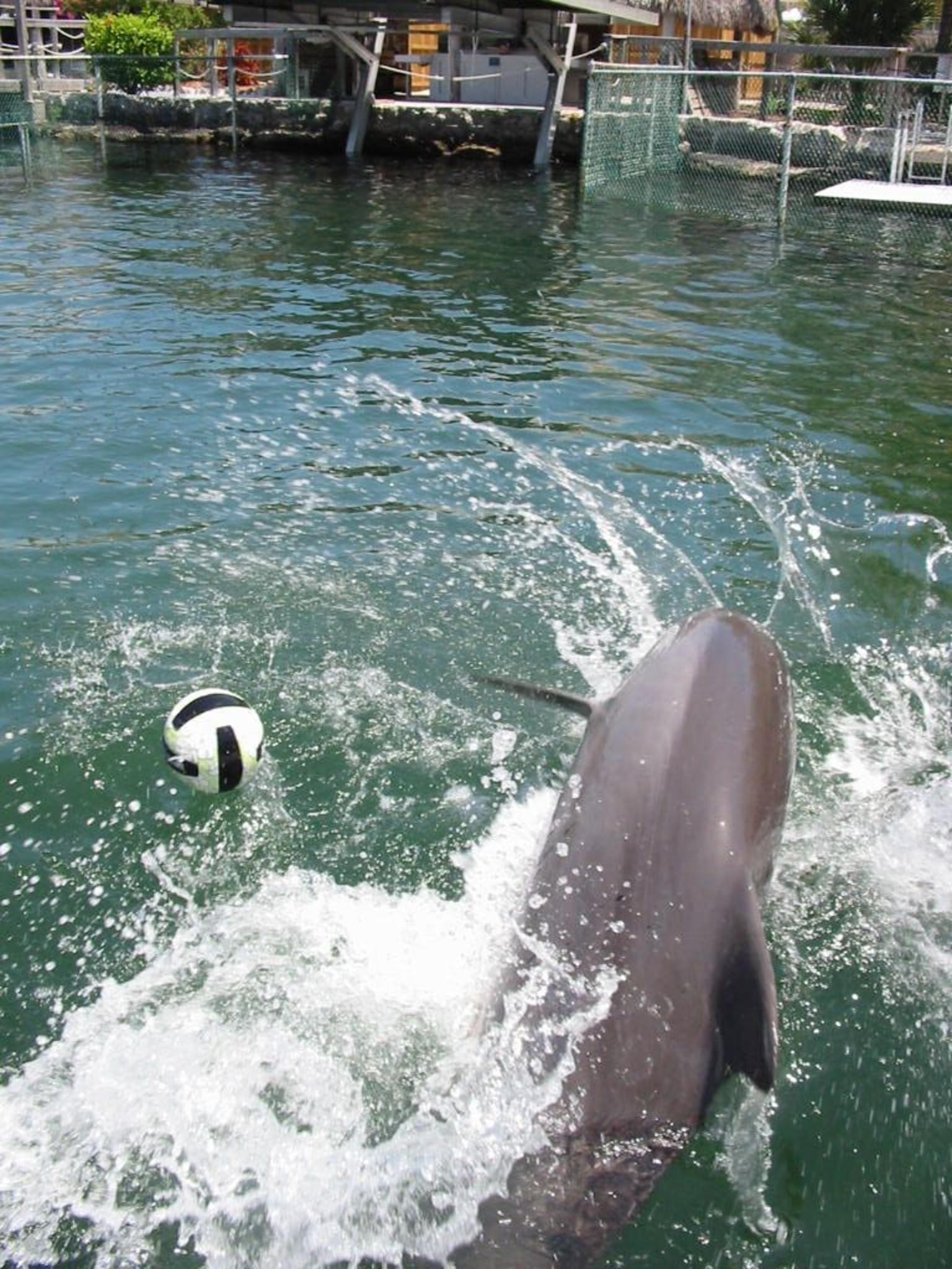 Swimming with Dolphins