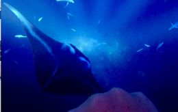 Photo of Beautiful nighttime manta snorkel! My husband took this photo with our GoPro when a beautiful, big manta swam right under us and caught us by surprise. Gorgeous, gentle creatures! , Nicole L - August 2016