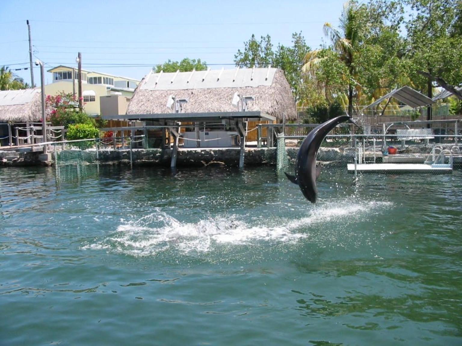 Dolphin Tricks