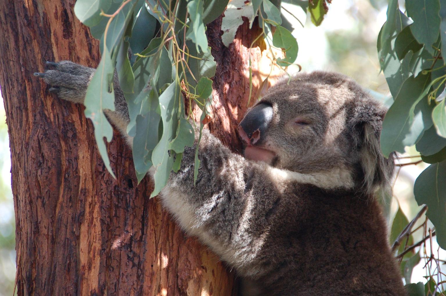 Koala Conservation Center, Phillip Island