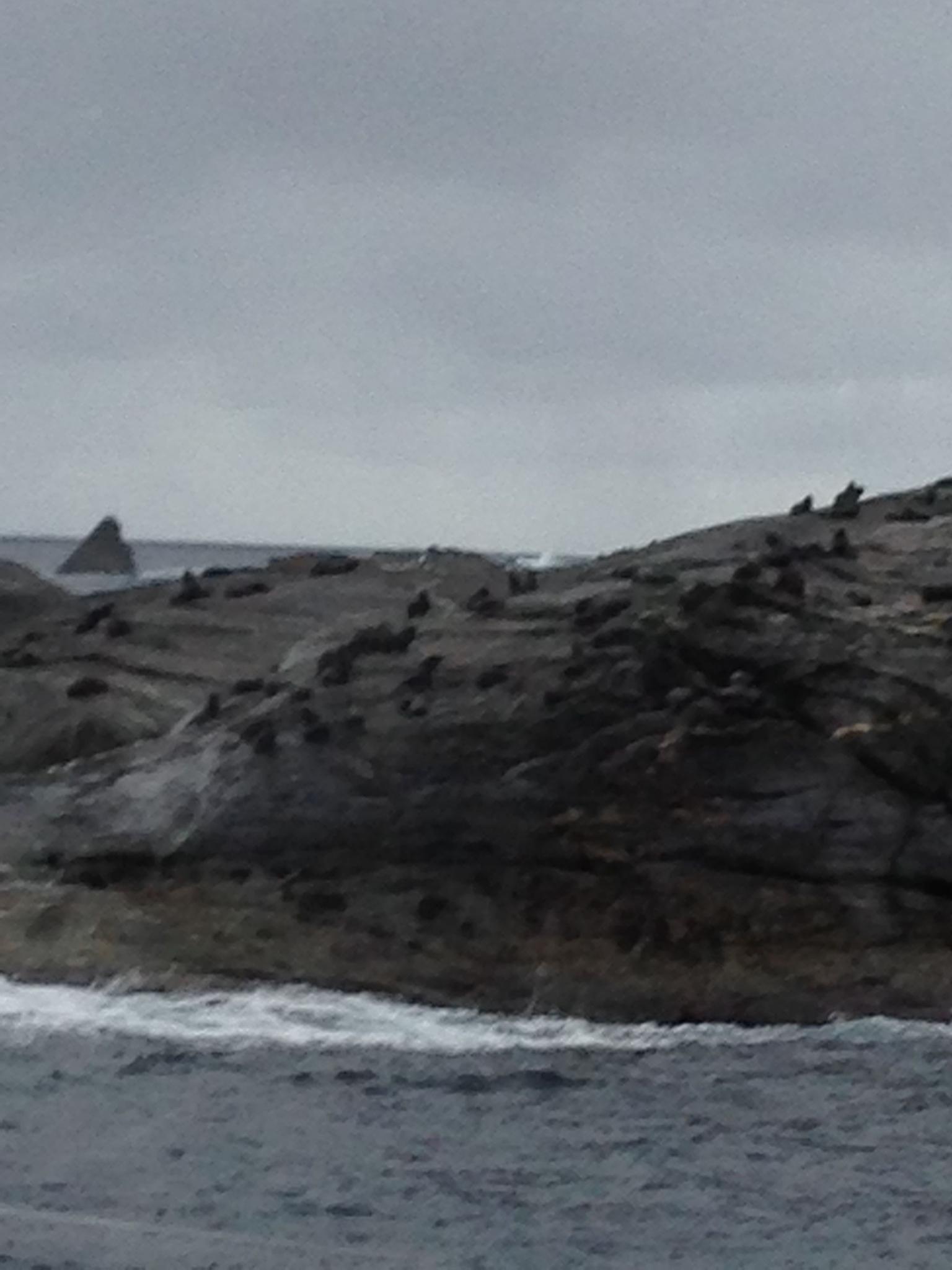 les phoques ? fourrure sur les rochers