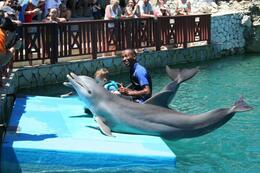 Photo of Ocean World Dolphin show - applause!! Ocean World Dolphin show - applause!! - September 2011