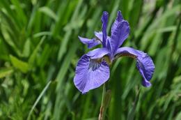 Photo of Iris, or Kakitsubata in Japanese Beautiful purple flowers of May. You can enjoy many iris flowers in the gardens in Kyoto. , Kyoto Expert: Satoko - May 2012