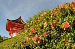 Photo of Azalea, or Tsubaki in Japanese Enjoy a lot of color variation of Azalea, orange, purple, white etc. This picture was taken at Kiyomizu temple in May. , Kyoto Expert: Satoko - May 2012