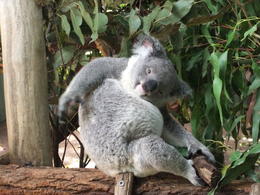 Photo of koala sanctuary Caught this little guy having a good old scratch , hayley g - January 2011