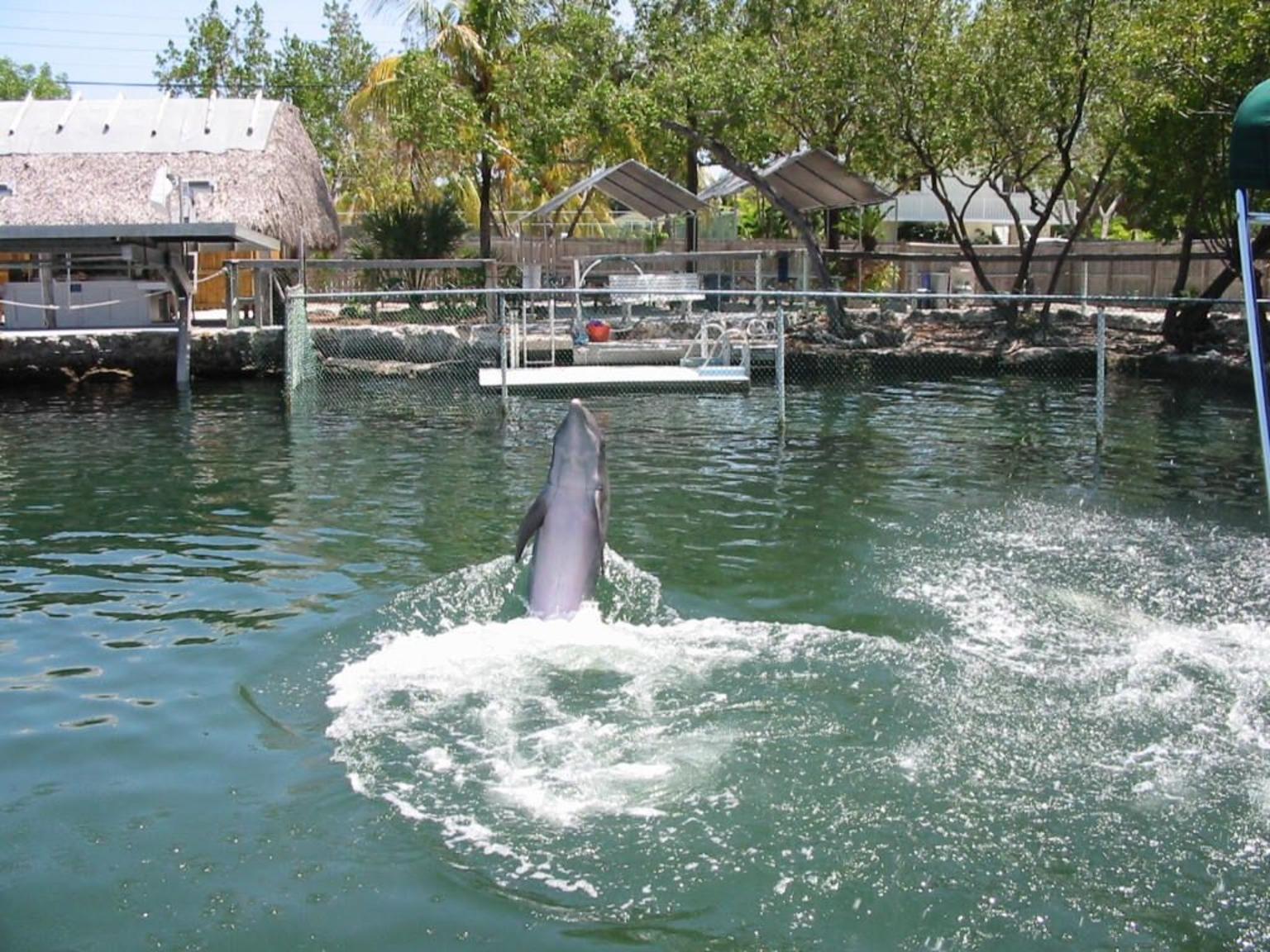 More Dolphin Tricks