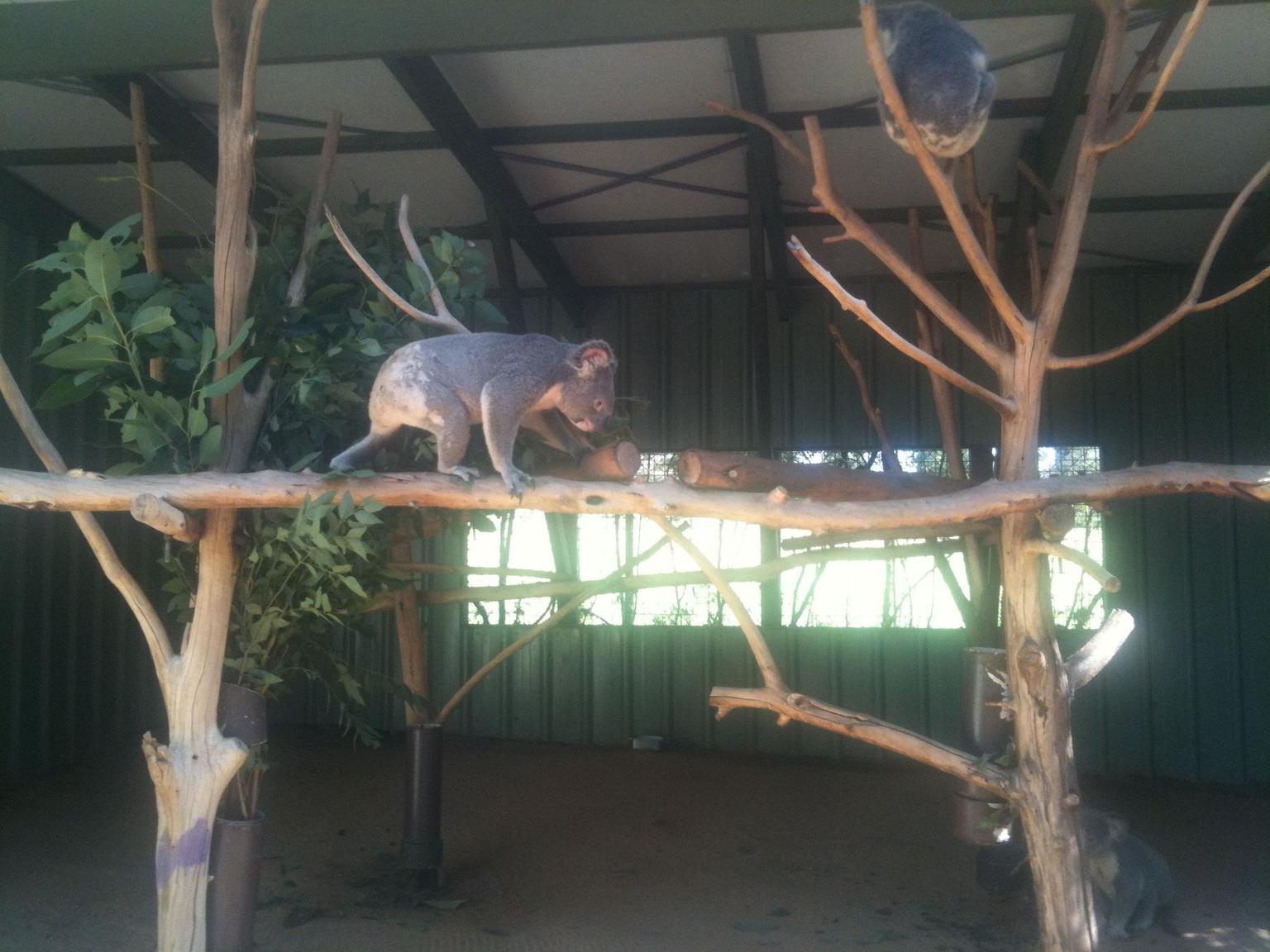 Koala at Lone Pine sanctuary
