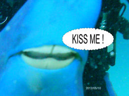 Photo of PTDC0188A Nassau SUB Bahamas Adventure May 2012 Yes this is a real fish , Gary Goldsmith - December 2012
