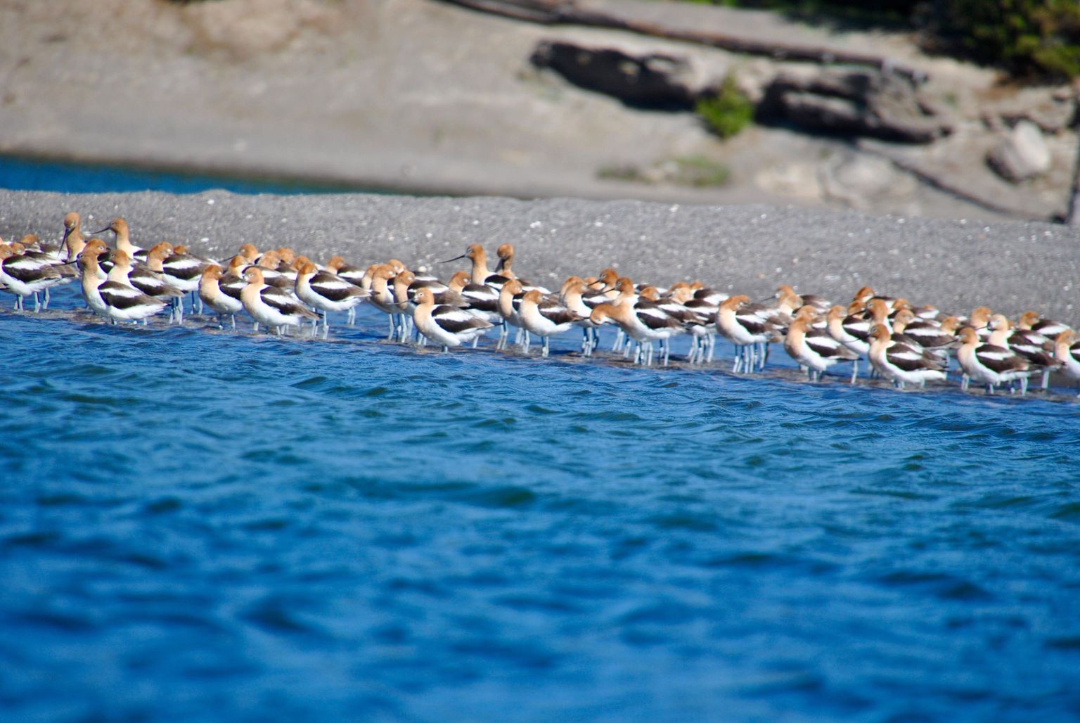 Wilsons Phalarope