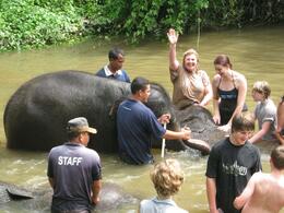 Photo of Bath time for elephants! Bathing an elephant: I'm wet but having a ball! (Elephant sanctuary) - July 2011
