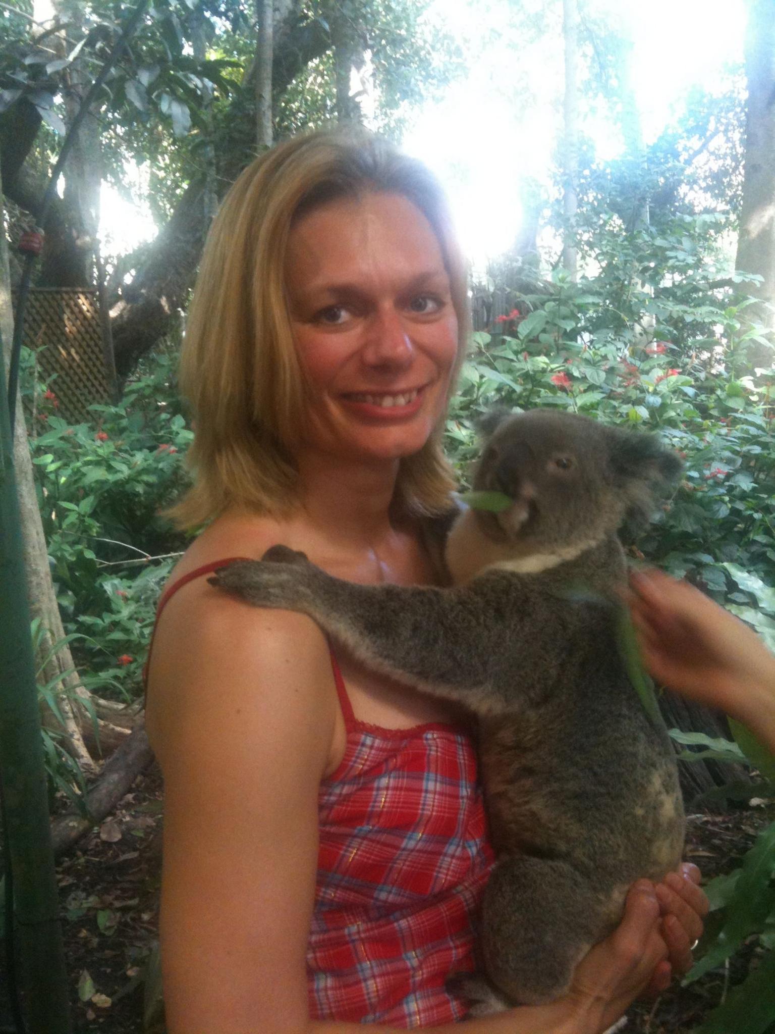 Koala hug