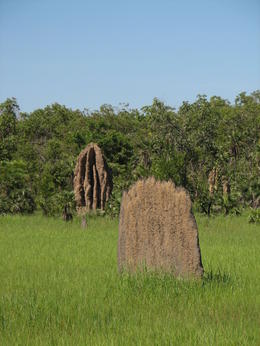 Photo of Litchfield Termite Mounts Tall cathedral termite mount on the back and flat magnetic termite mount at the front , Patricia P - January 2011
