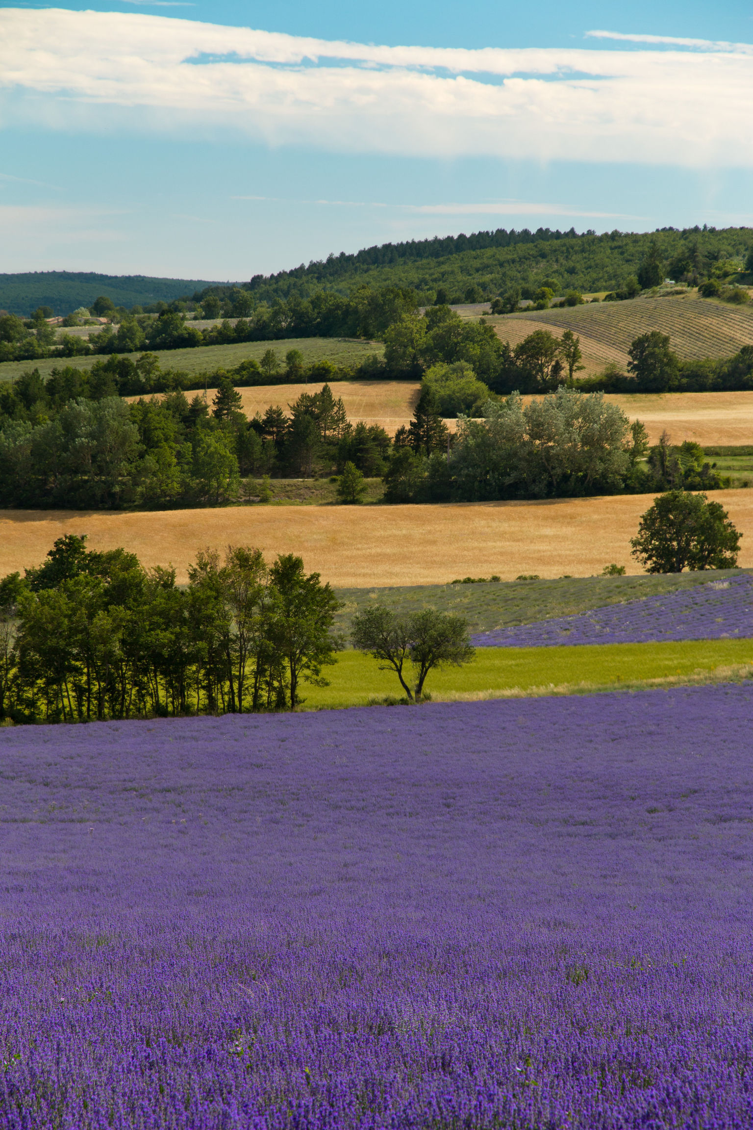 Provence Lavender Field