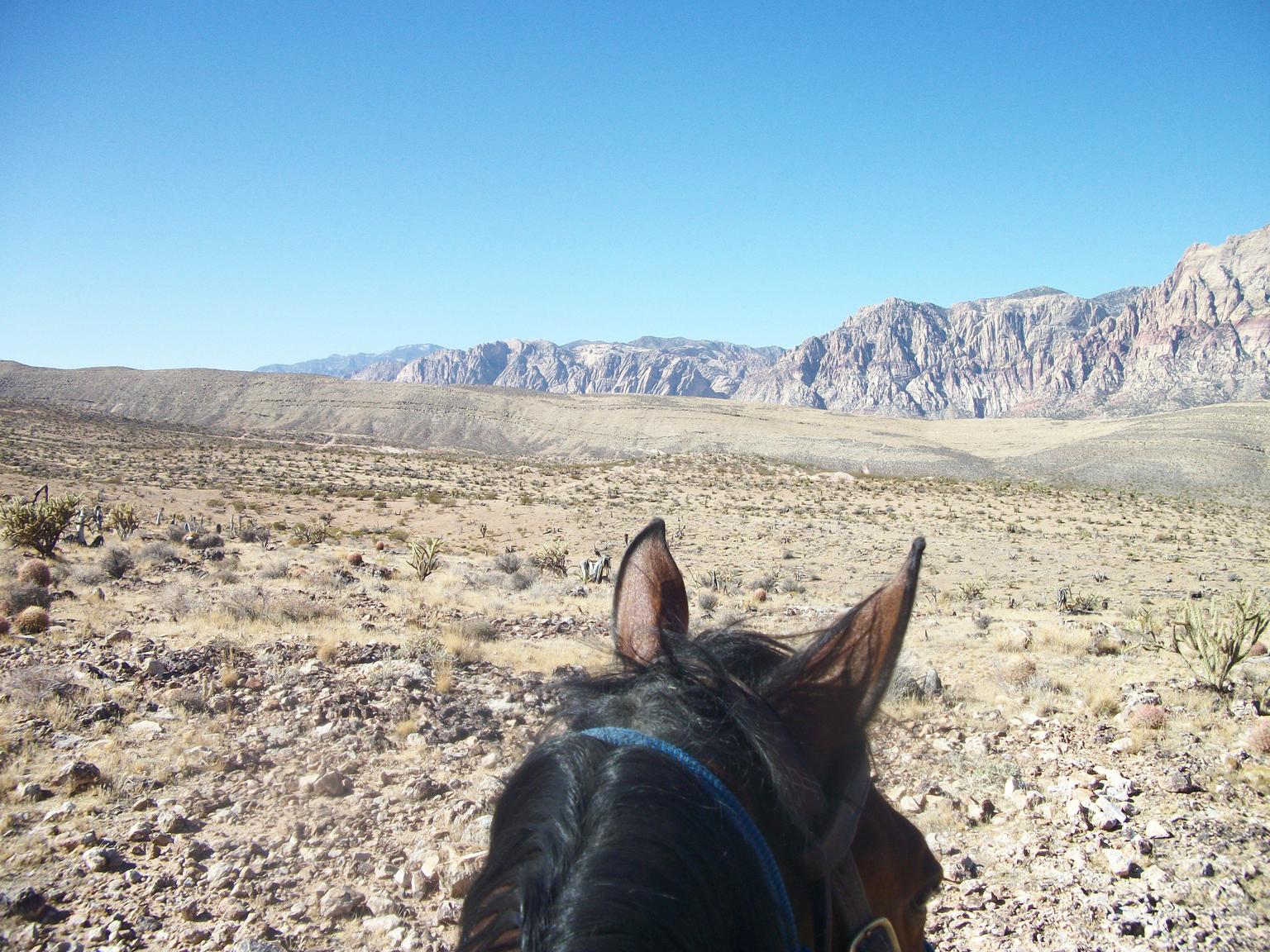 2 Hour Horseback ride