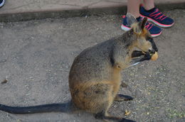 Photo of Kangaroos at Featherdale Wildlife Park There are many species of kangaroos. Bet many people do not know that. , Jeanie_goldman - March 2015