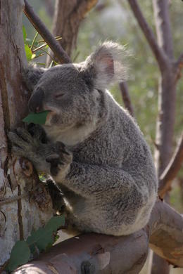 Photo of San Diego Zoo The elusive Koala - apparently they sleep for 23 hours of the day!! , Sharon L - September 2013