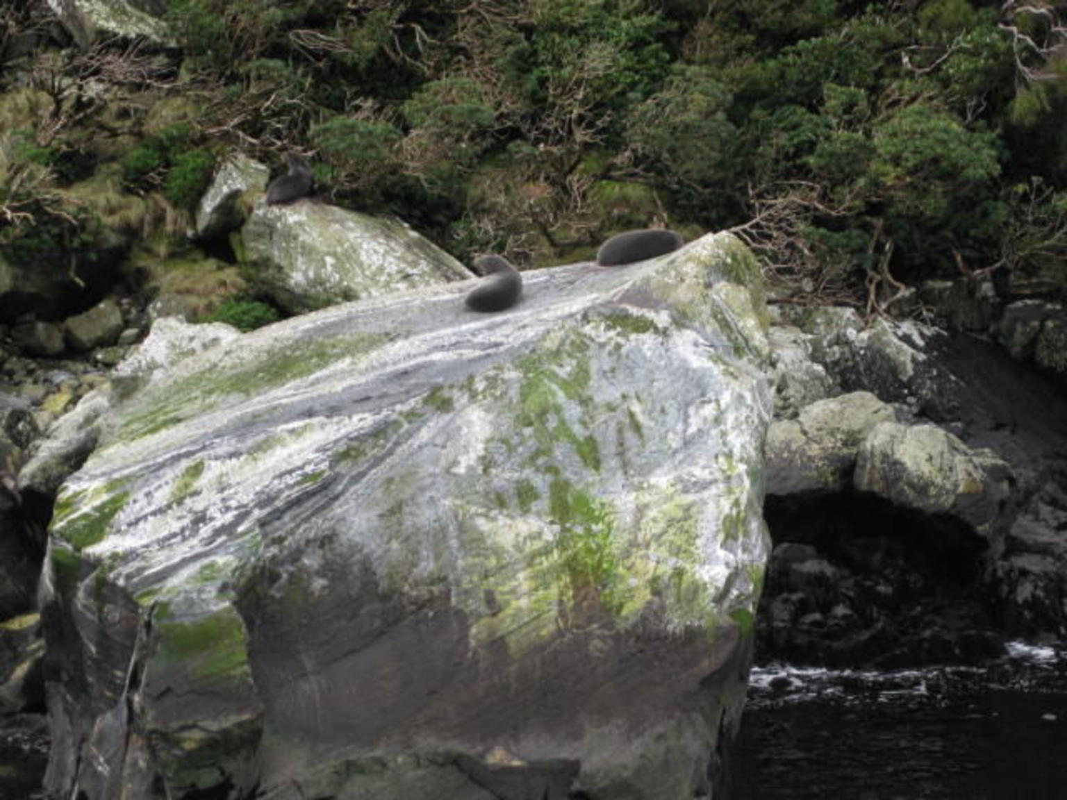 Seals Basking