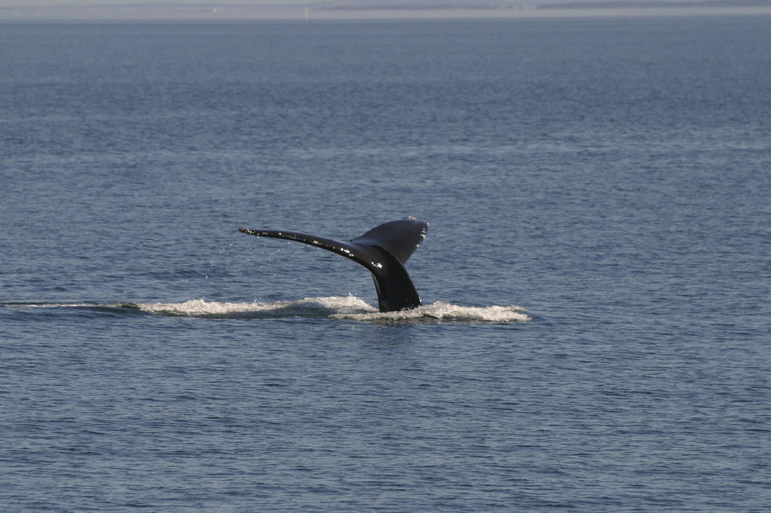 Whale Watching