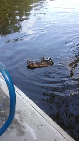 Photo of Alligator encounter Met several of the local community of gators on our air boat tour. The Captain has befriended many of them and they come bay to say hi. , Lzieska - September 2016