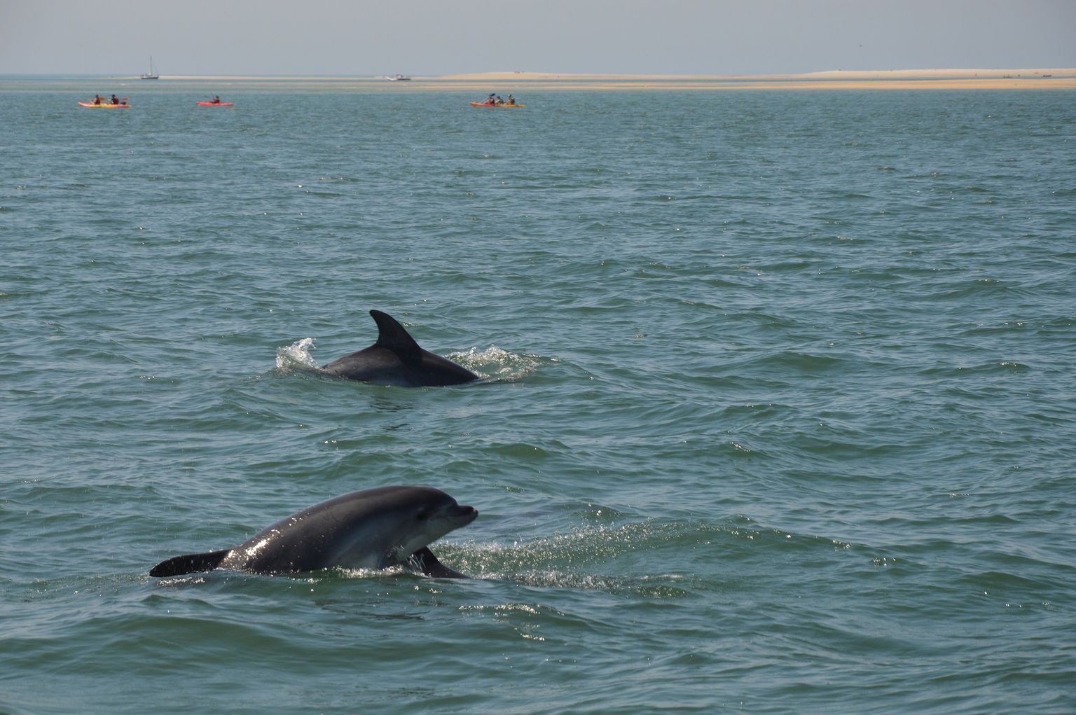 Dolphins
