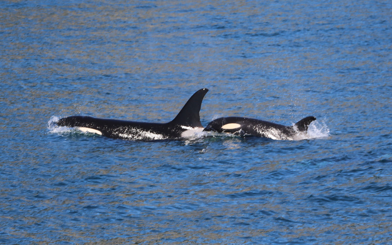 Mom and Baby Orca