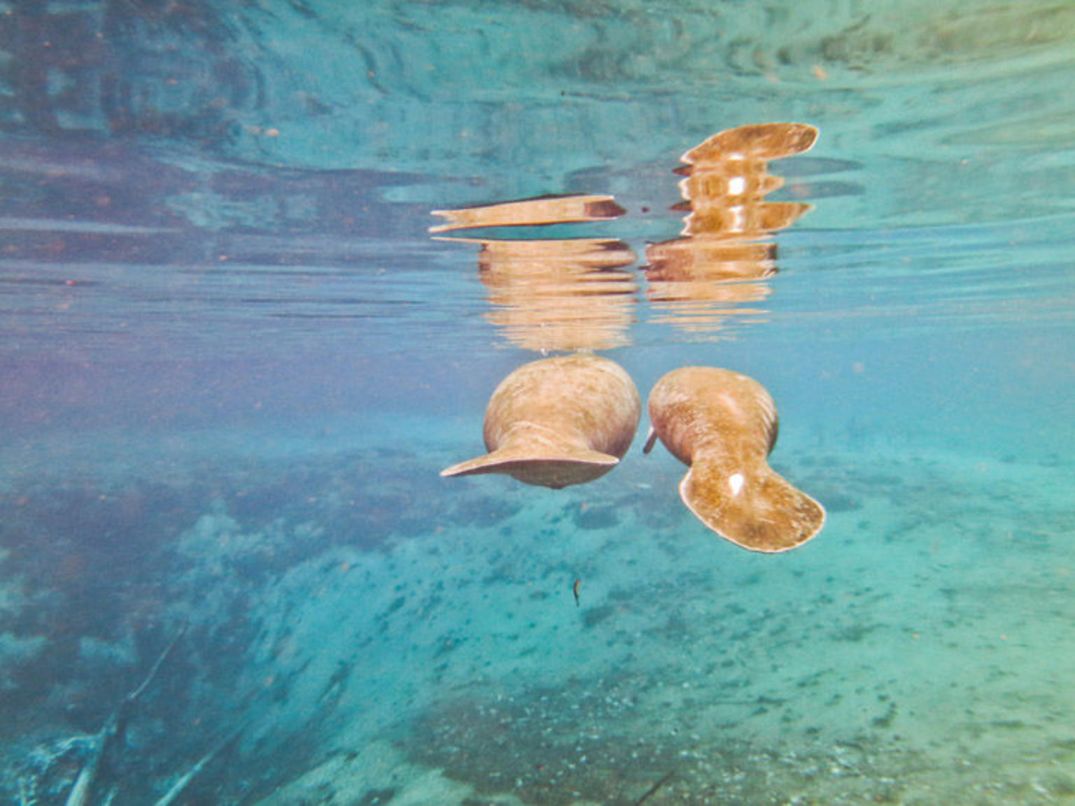 Swim with Manatees on the Crystal River