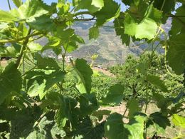 Photo of Through the Grape Vine The port tasting was great. The boat ride down the Douro River awesome. , 40th birthday - June 2016