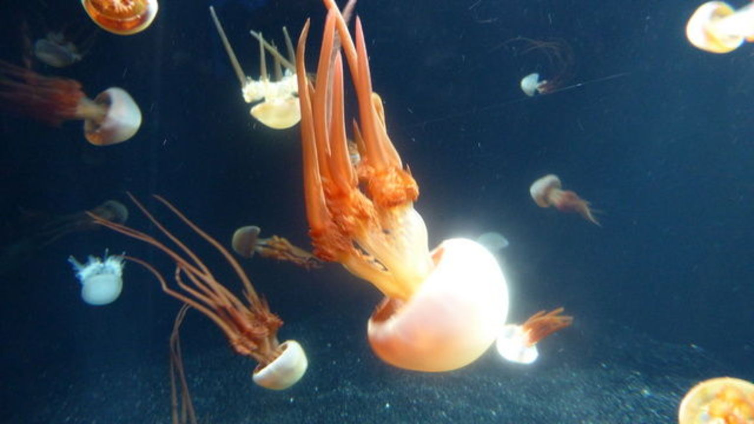 Monterey Aquarium