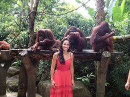 Photo of Singapore Zoo Morning Tour with optional Jungle Breakfast amongst Orangutans Orangutans at Singapore Zoo, Asha & Brock - July 2013