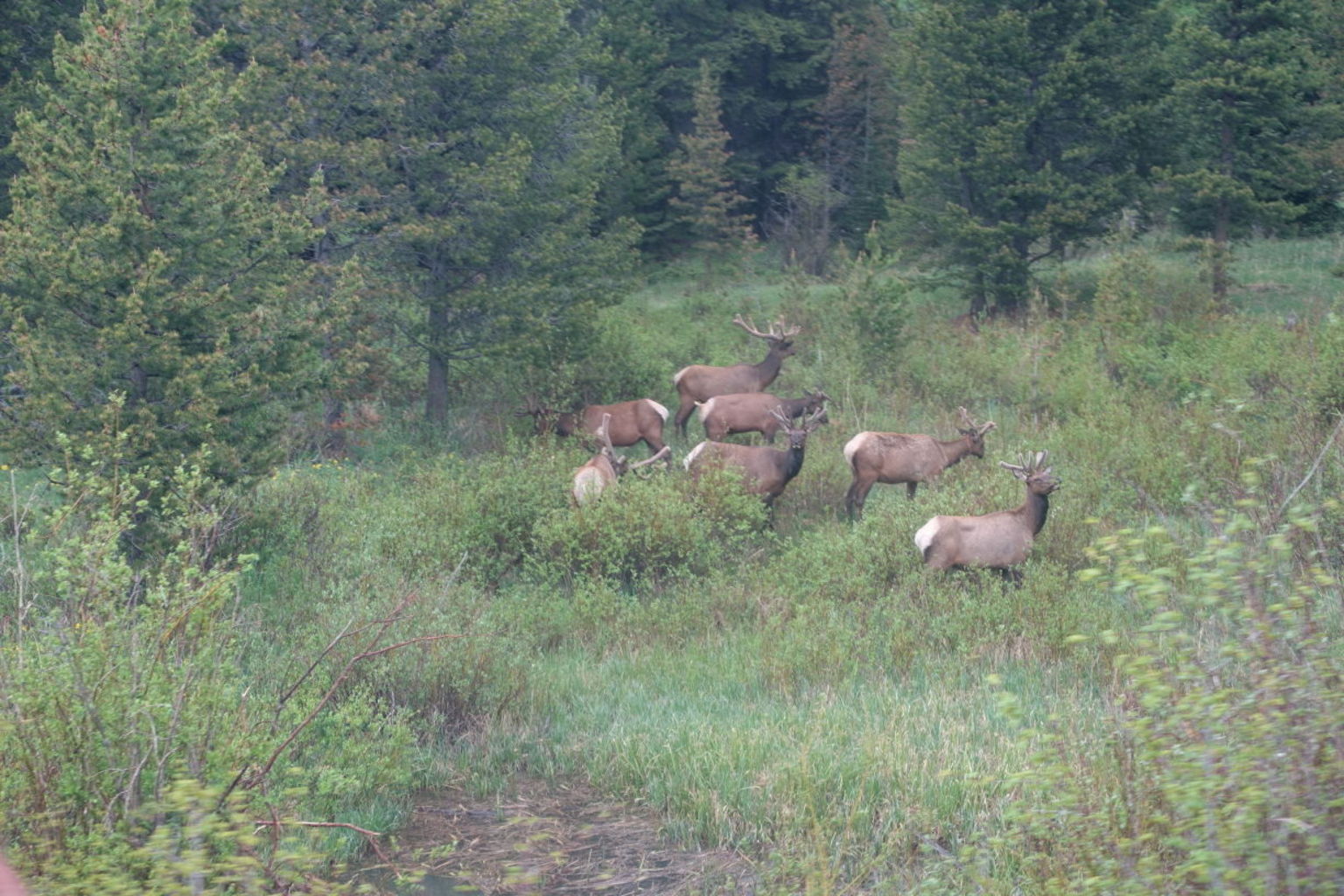 elk by the side of the road