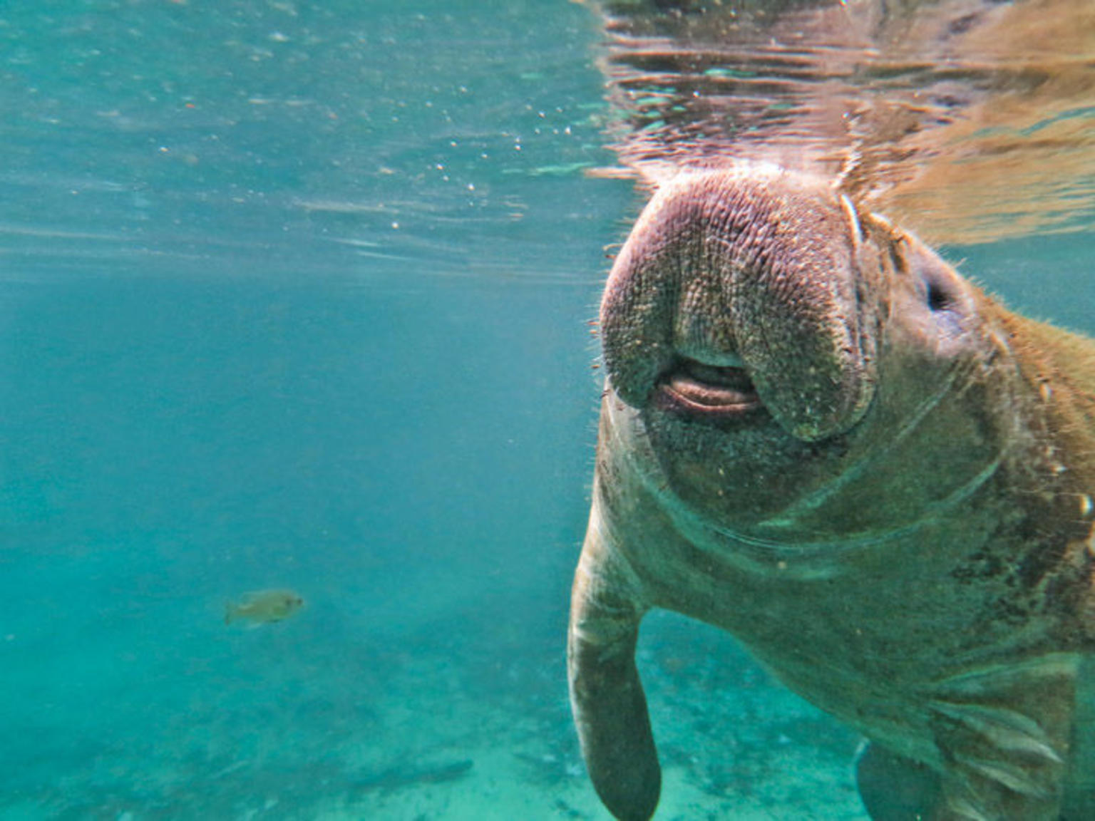 Swim with Manatees on the Crystal River