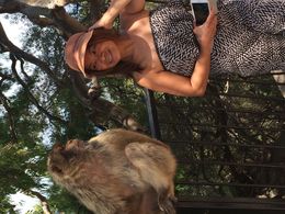 Photo of The Monkeys on the Rock of Gibraltar If you don't try to take my hat I won't push you off the railing.....again! , Timothy H - July 2015