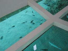 Photo of View: Glass Bottom Boat Cruise of the Reef This is what you look through...glass bottomed boat view of the reef, Stacey J - April 2010