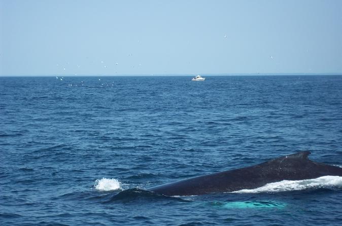 Whale Watching Tour in Gloucester 2020