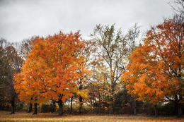 Photo of Fall Trees - Just Like A Painting These trees were just like something from a Thomas Kinkade painting....... , mail - November 2014