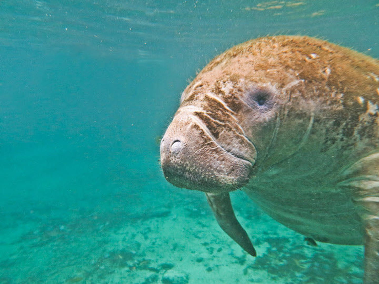 Swim with Manatees on the Crystal River