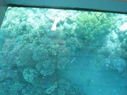 Photo of View of Coral Reef from Glass Bottom Boat, Sharm el Sheikh The view of the reef is nice and bright, Glass Bottom Boat Cruise, Sharm el Sheikh, Stacey J - April 2010