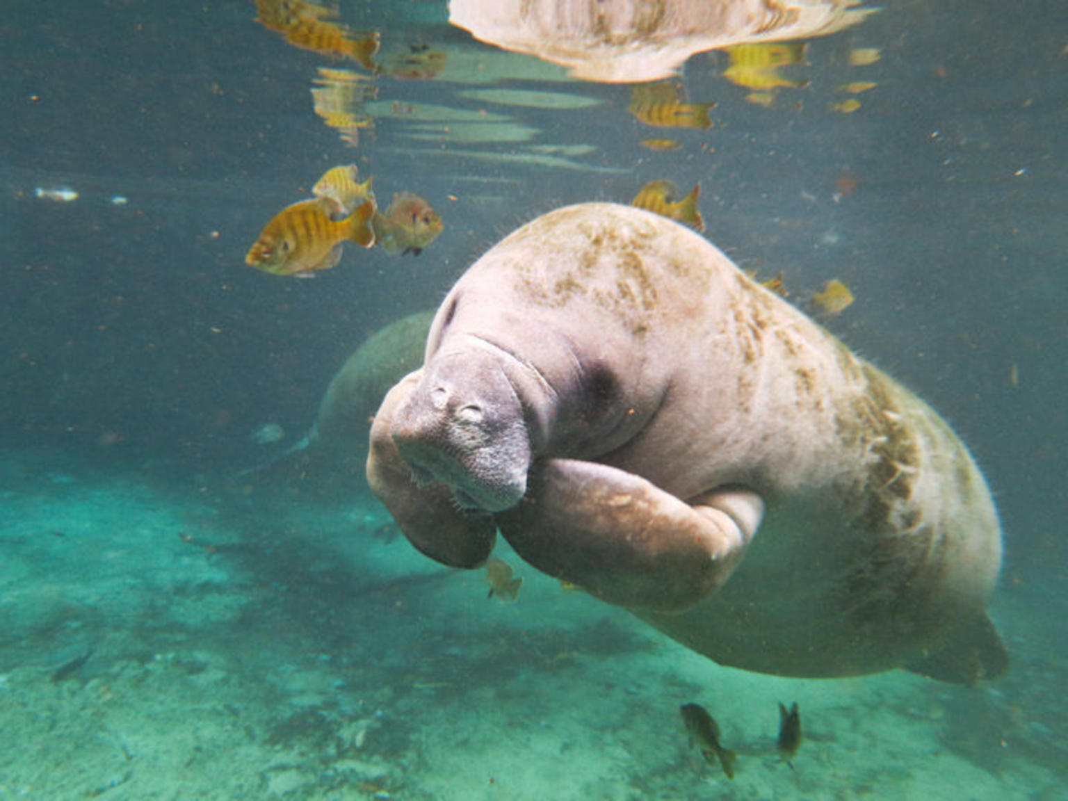 Swim with Manatees on the Crystal River