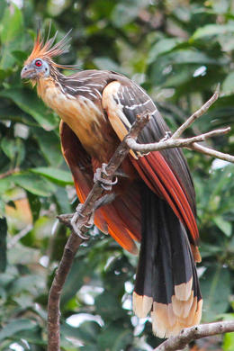 Photo of 4-Day Amazon River Luxury Cruise from Iquitos on the 'Aria' There are so many bird species in the Amazon - December 2013
