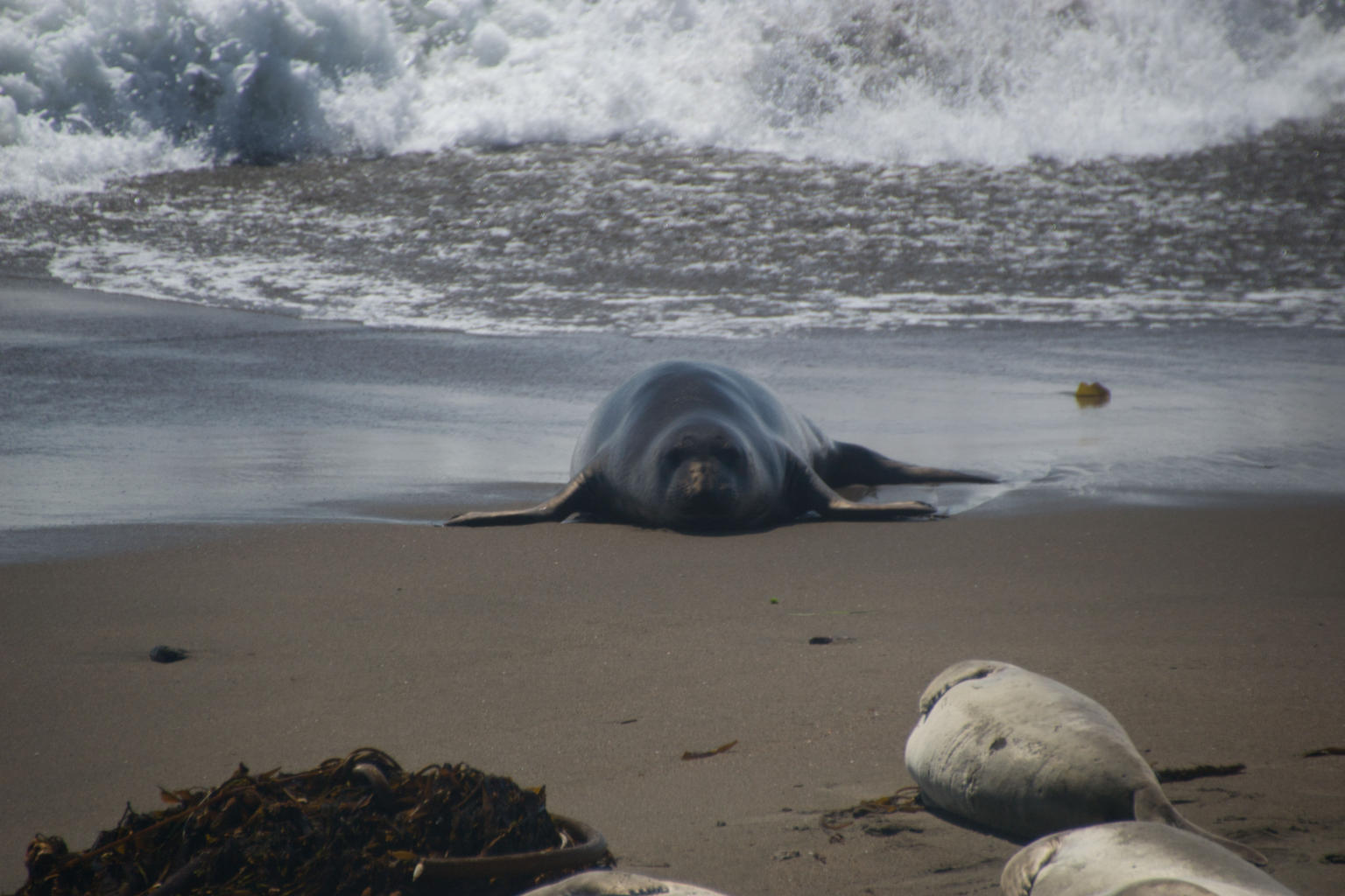 Elephant Seal