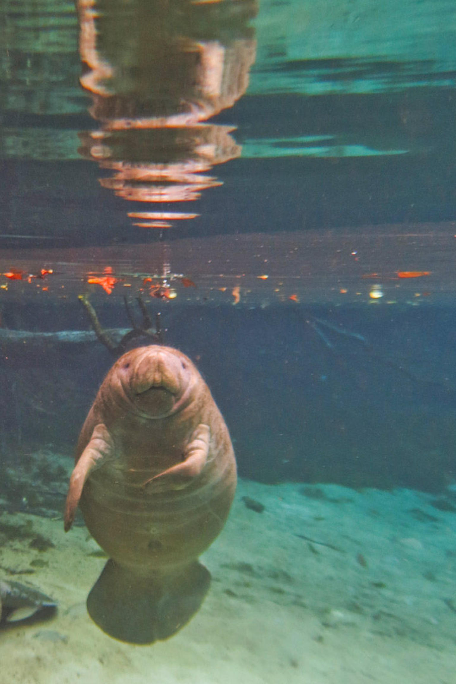 Swim with Manatees on the Crystal River