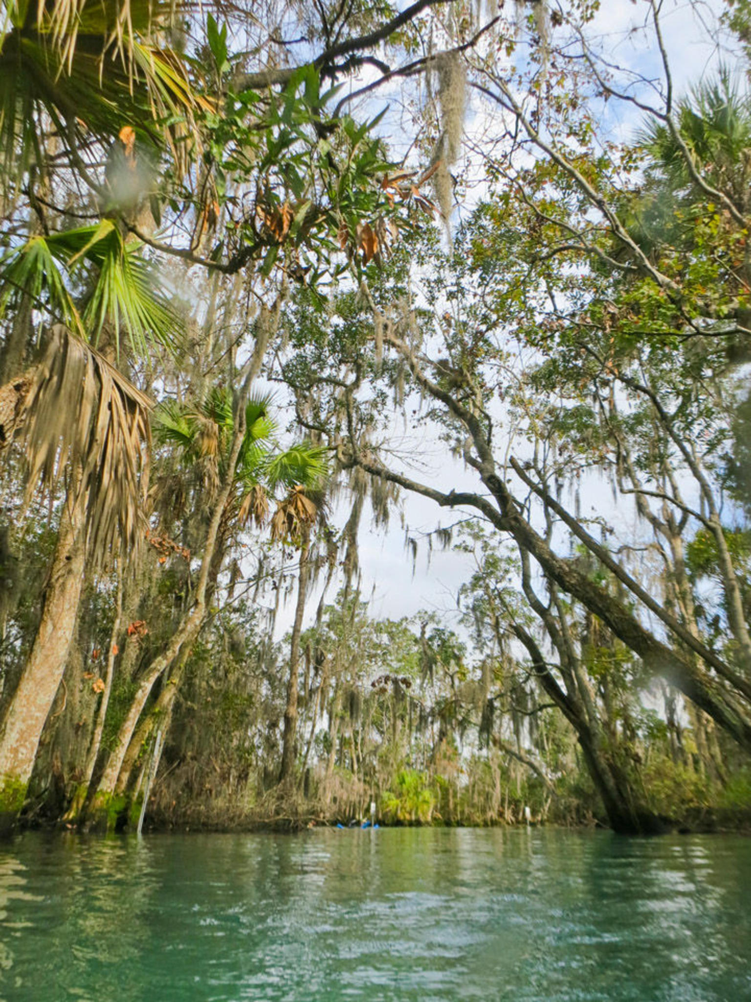 Swim with Manatees on the Crystal River