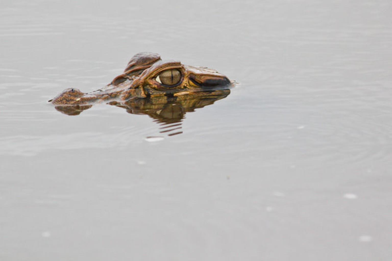 4-Day Amazon River Luxury Cruise from Iquitos on the 'Aria'